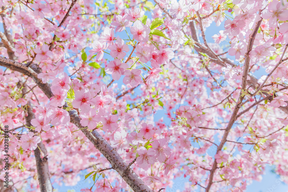 満開の桜の花と新緑の葉