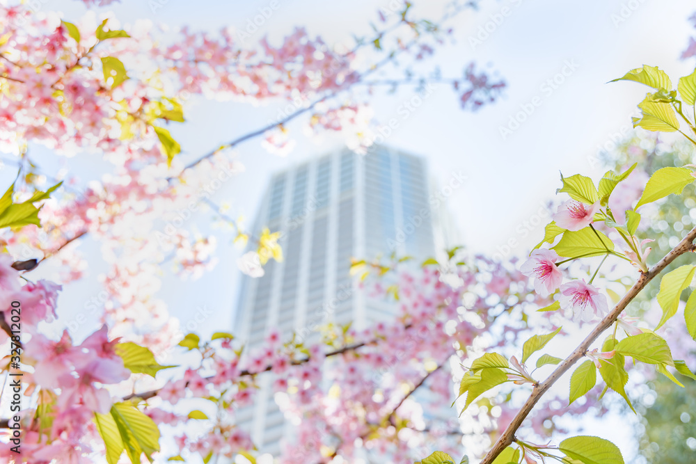 満開の桜の花と新緑の葉