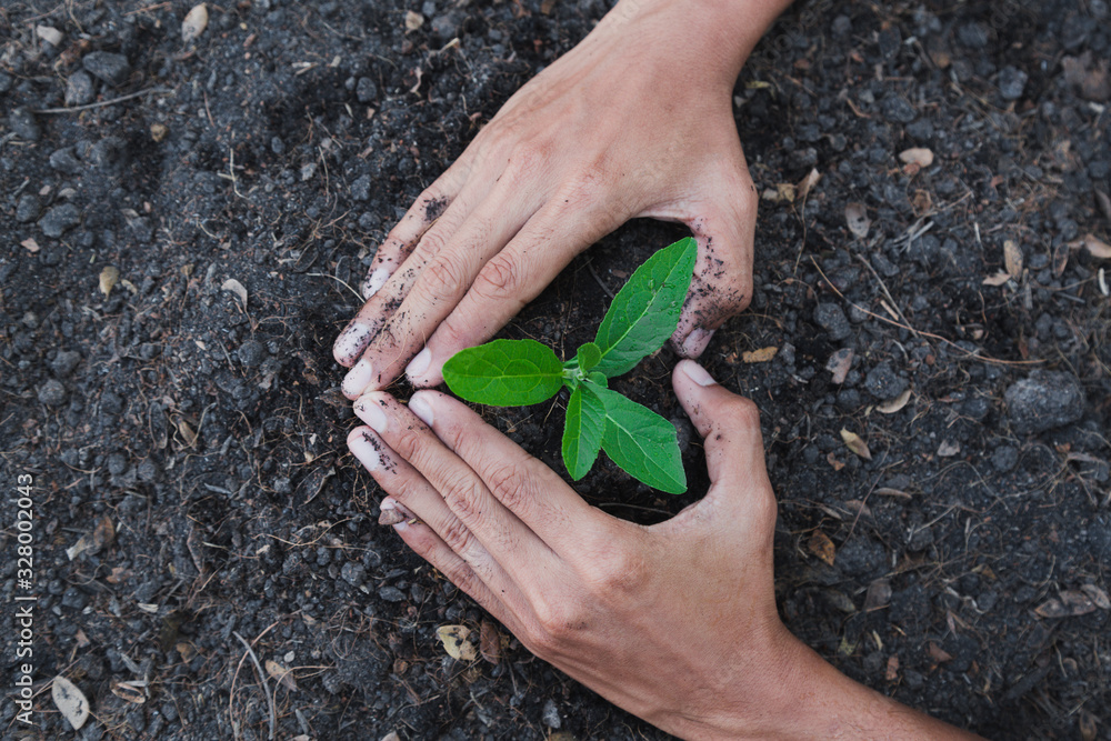 hand holding young tree for planting. concept eco earth day