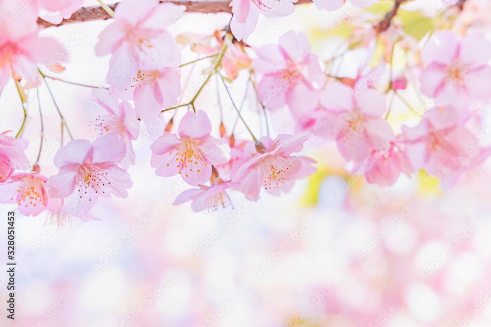 満開の桜の花