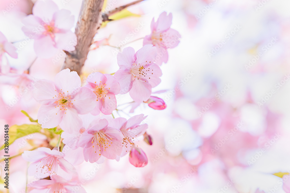 満開の桜の花