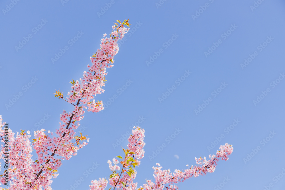 満開の桜の花と青空