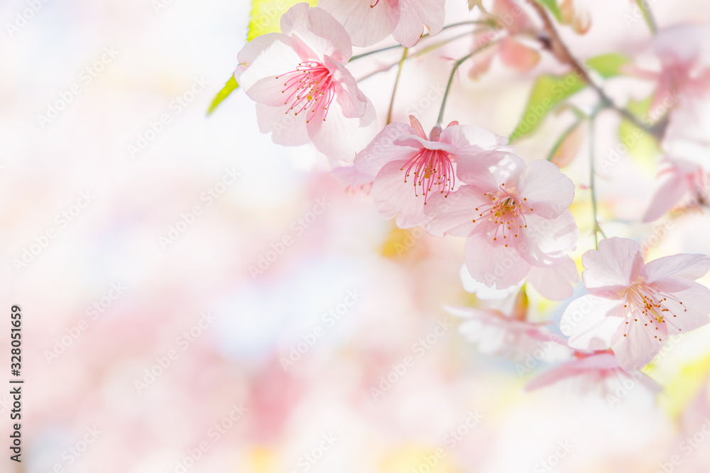 満開の桜の花