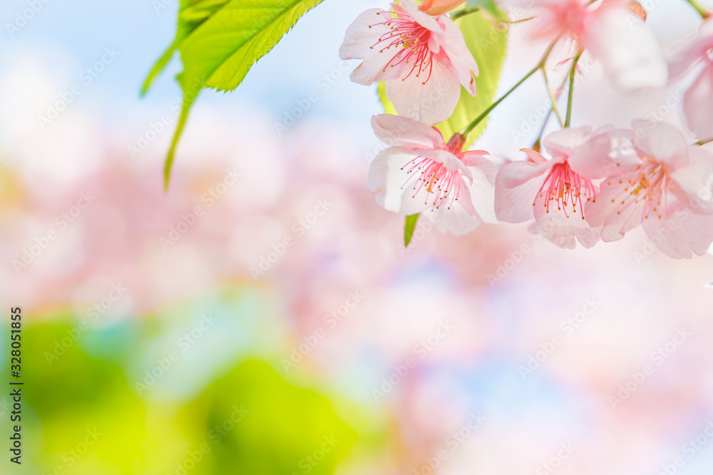 満開の桜の花