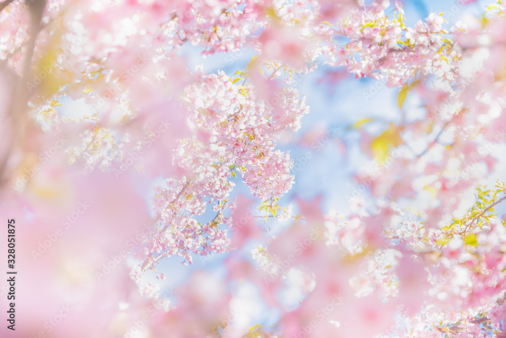 満開の桜の花