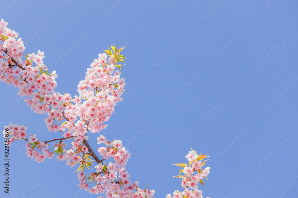 満開の桜の花と青空