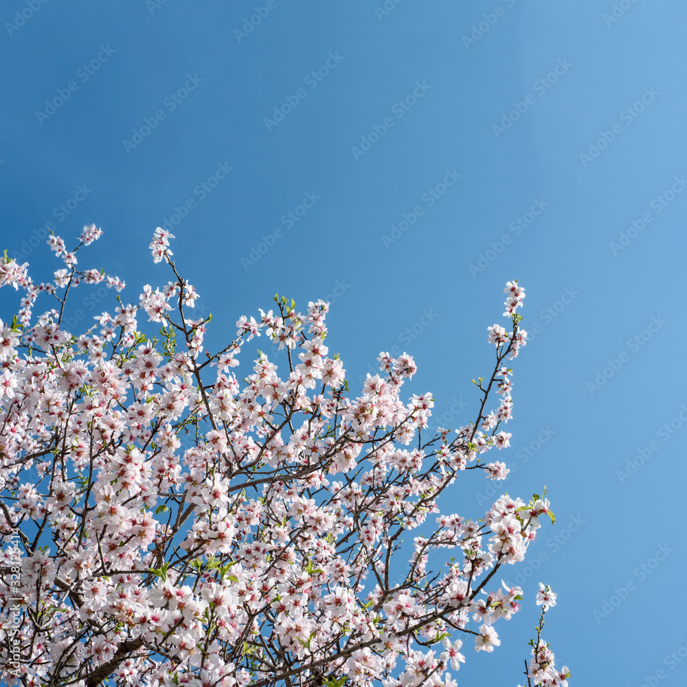 Almond tree branches with white blossoms against blue sky with copy space