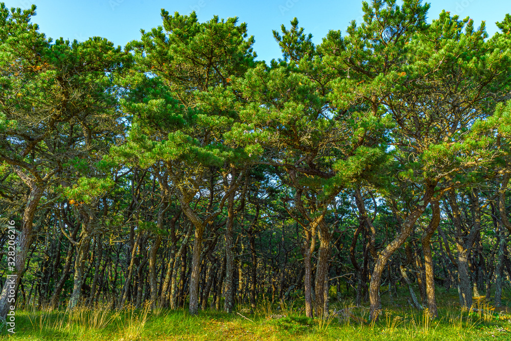 Pine forest on dunes, Ecoregion pine wasteland, Cape Cod Massachusetts, US