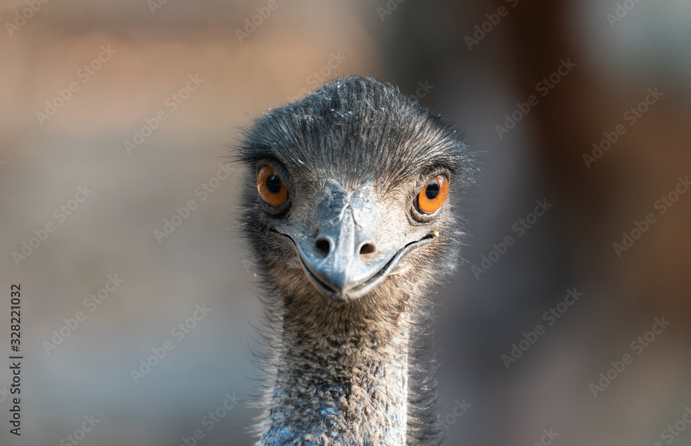 Close up of the head of an emu