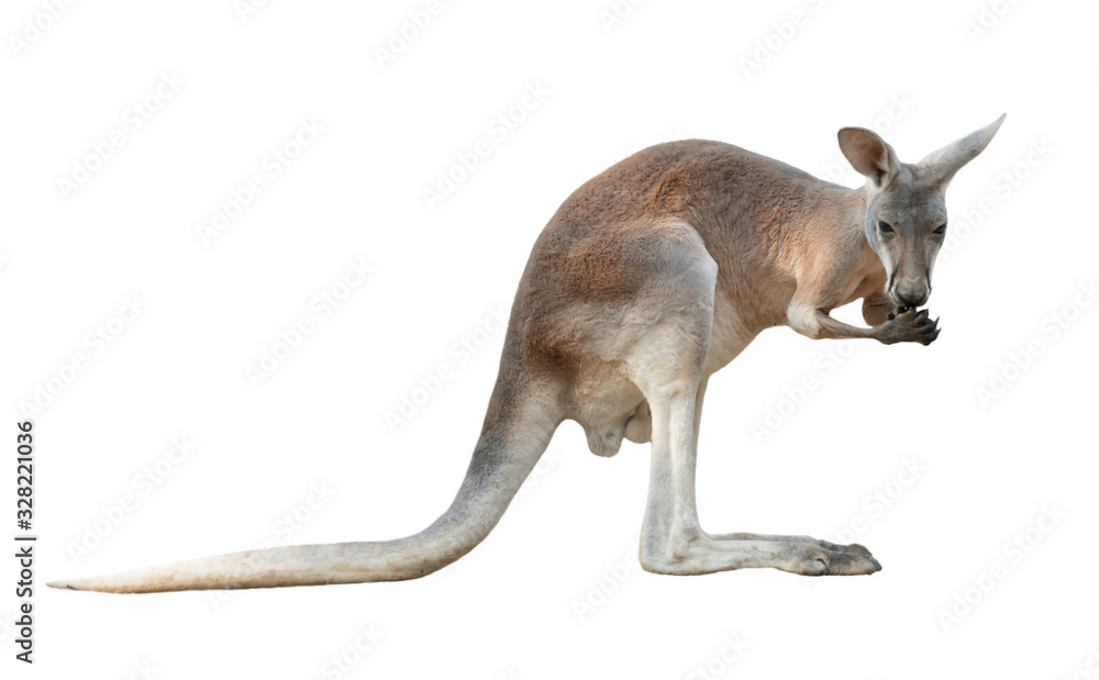 red kangaroo isolated