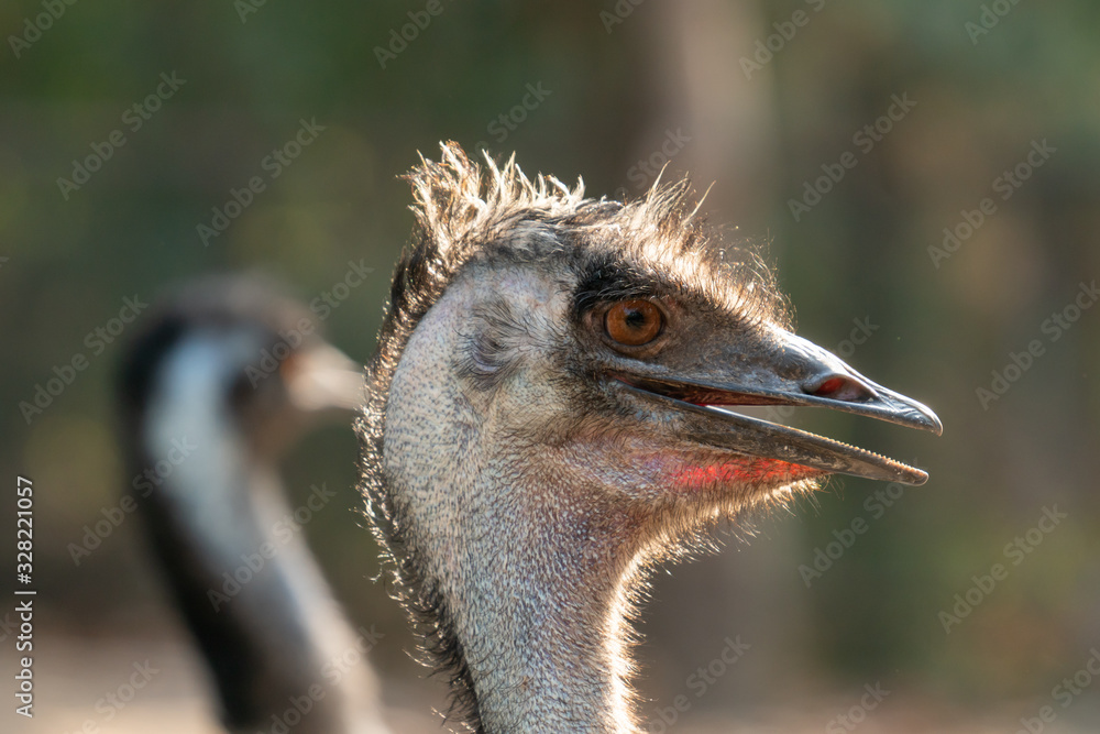 Close up of the head of an emu