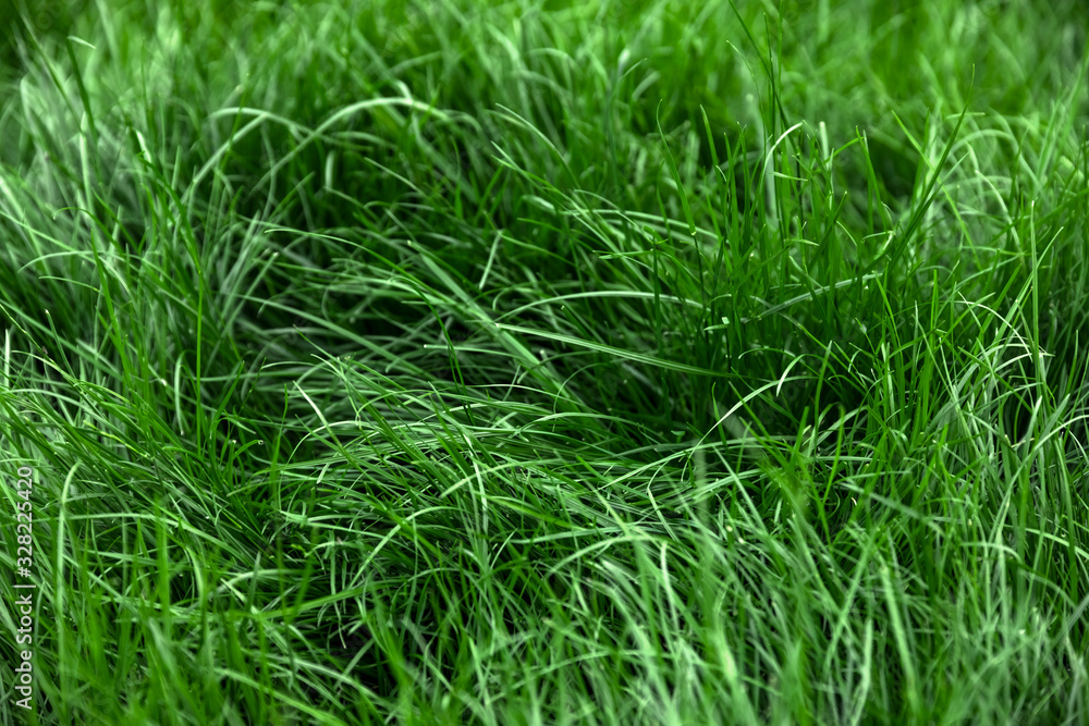 Natural tall green grass background, fresh lawn top view