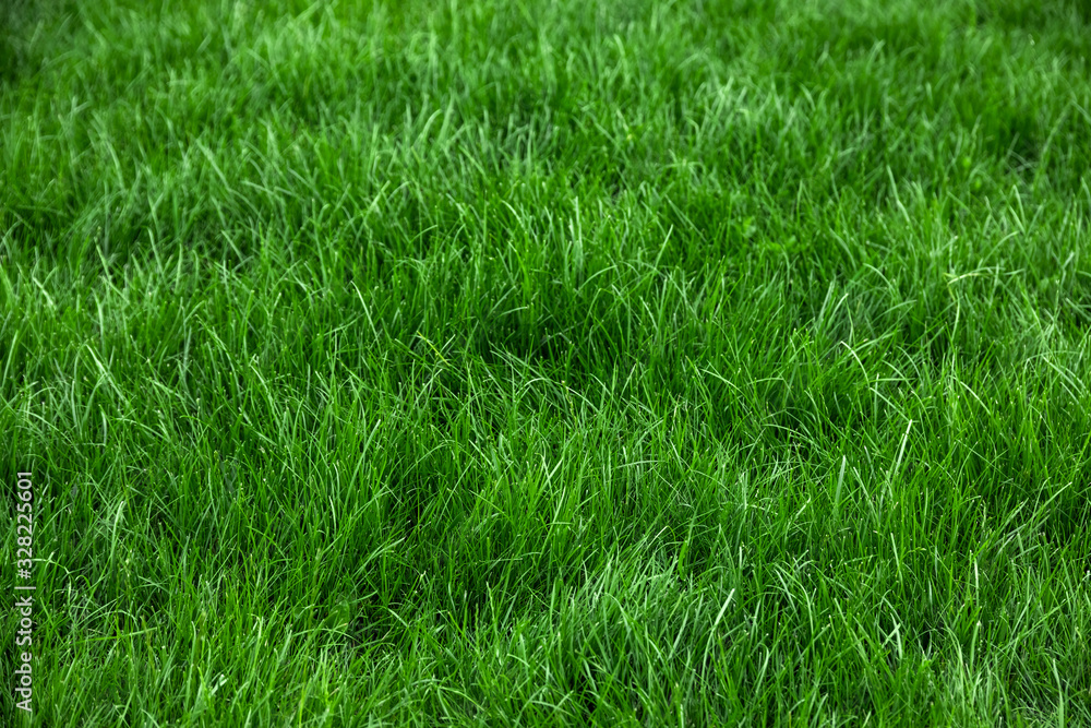 Natural green grass background, fresh lawn top view