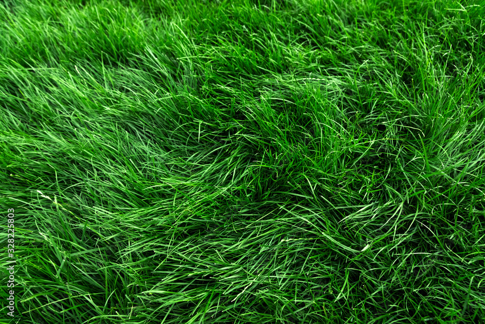 Natural tall green grass background, fresh lawn top view