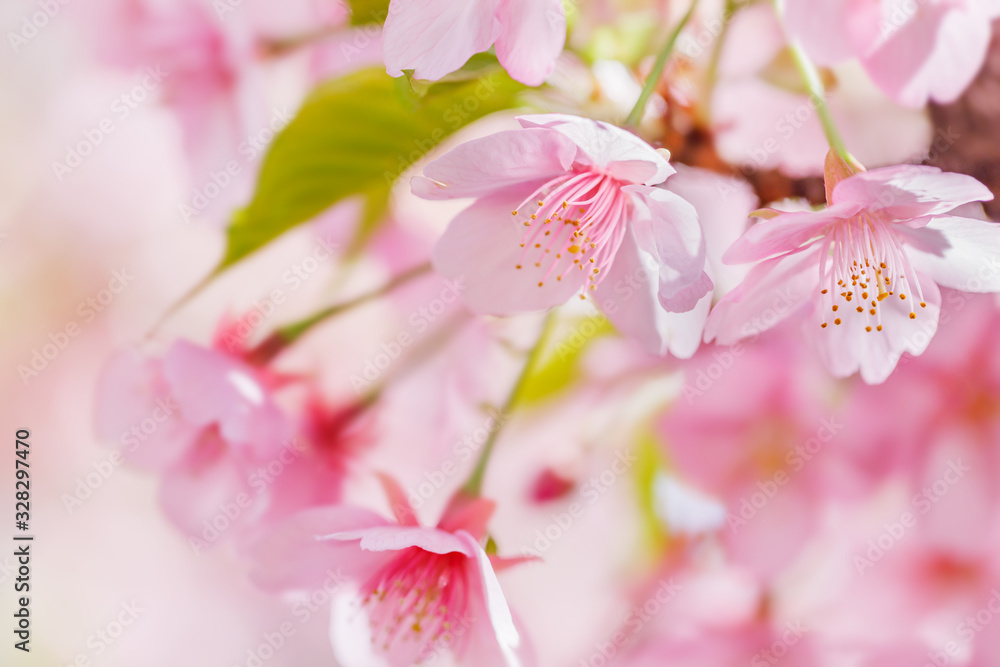 満開の桜の花