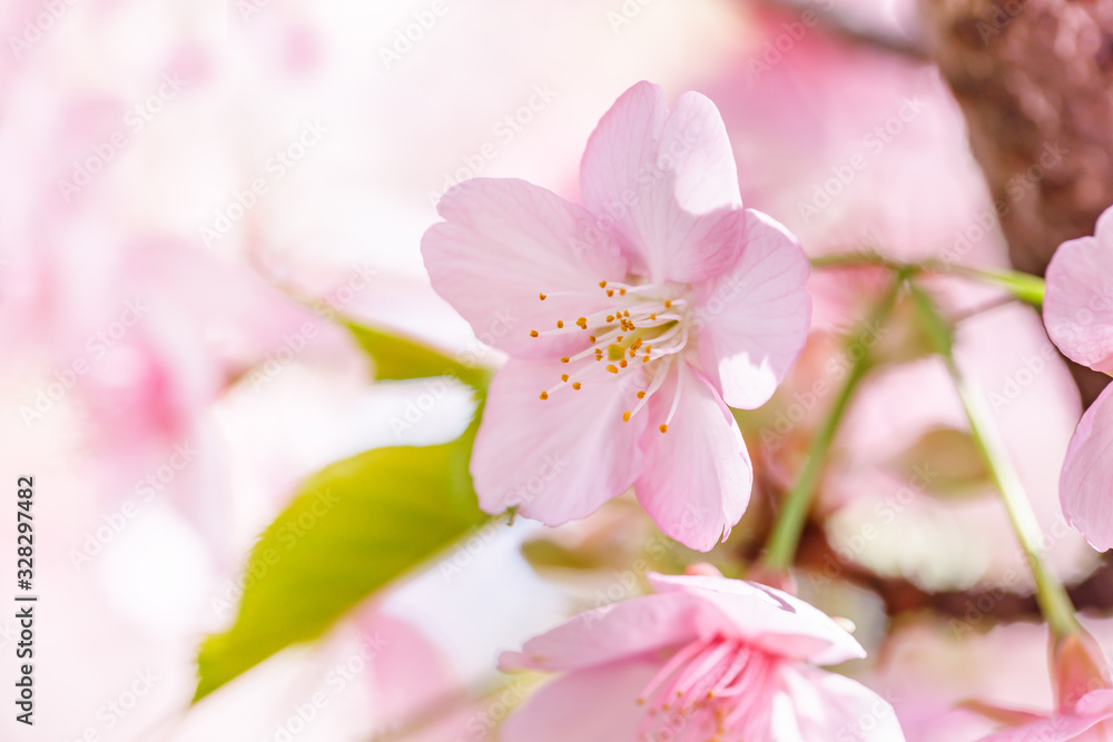 満開の桜の花