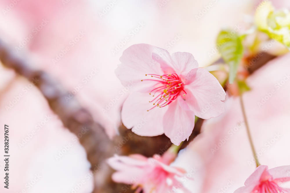 満開の桜の花