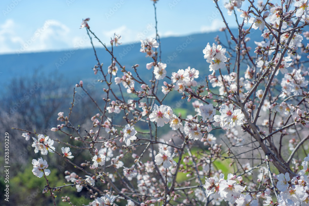 Blossoming almond trees over springtime landscape in Cyprus