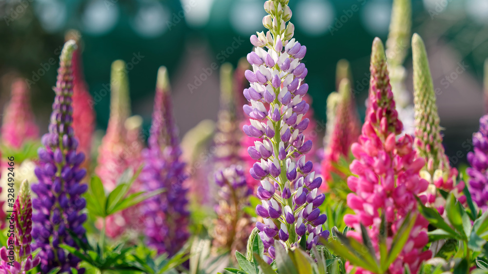 Lupinus, lupin, lupine field with pink, purple and blue flowers. Bunch of lupines summer flower back