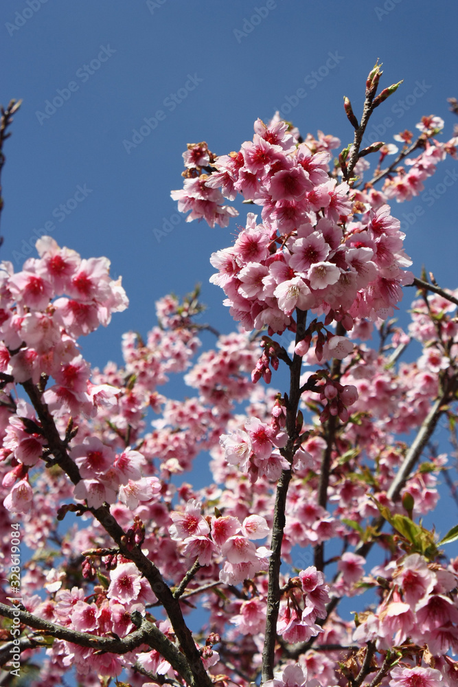 Wild Himalayan Cherry Closeup Background Blur