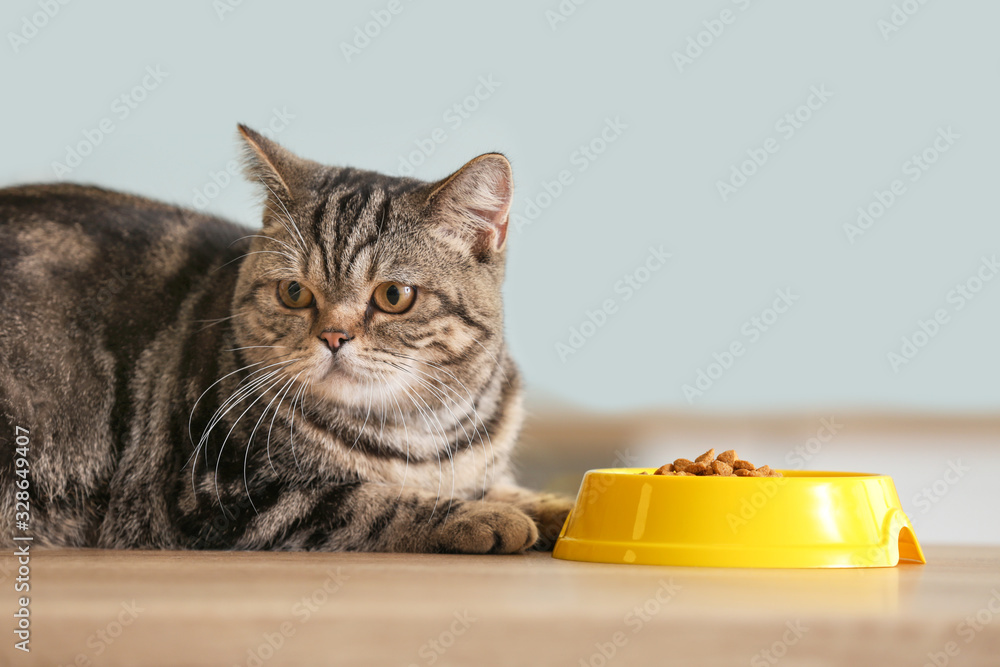 厨房餐桌上有食物的碗附近的可爱猫