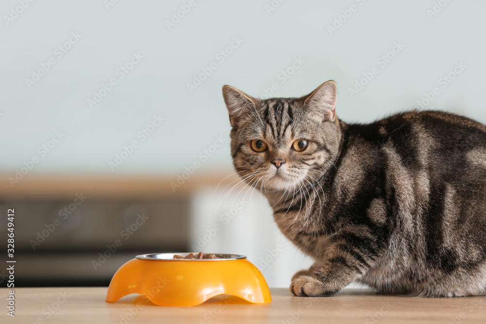 厨房餐桌上有食物的碗附近的可爱猫