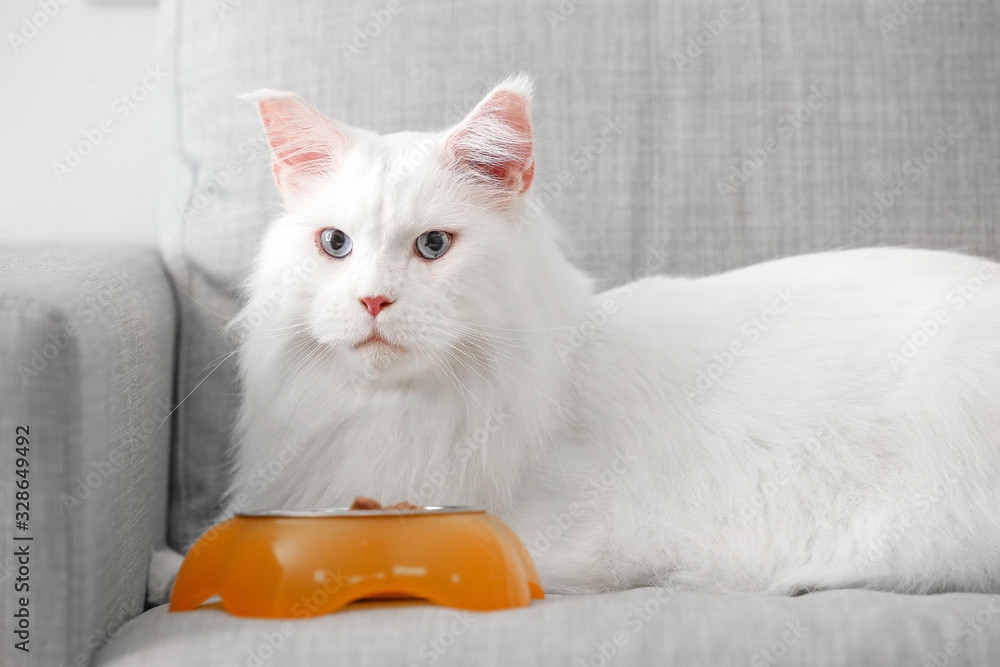 家里有食物的可爱的白色缅因库恩猫靠近碗