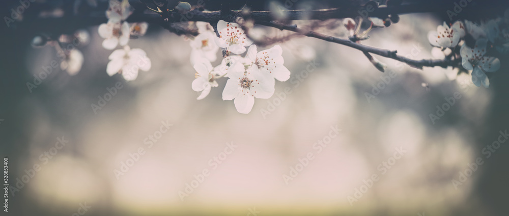 Spring Nature Easter art background with blossom. Vintage backdrop. Beautiful nature scene with bloo