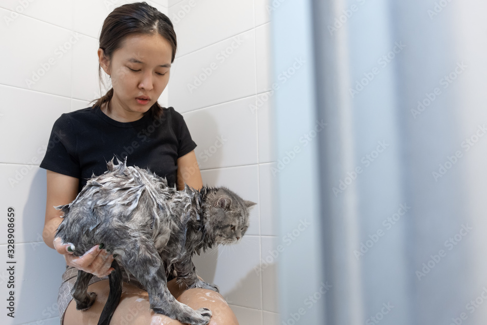 亚洲女人在浴缸里给猫洗澡，苏格兰猫