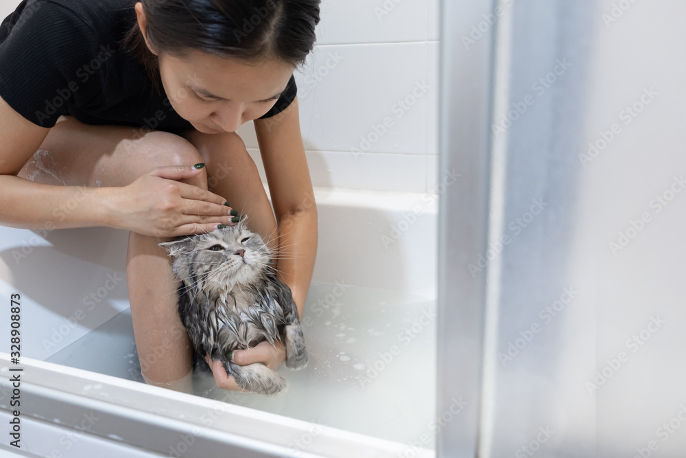 Asian woman bathing cat in bathtub, scottish cat