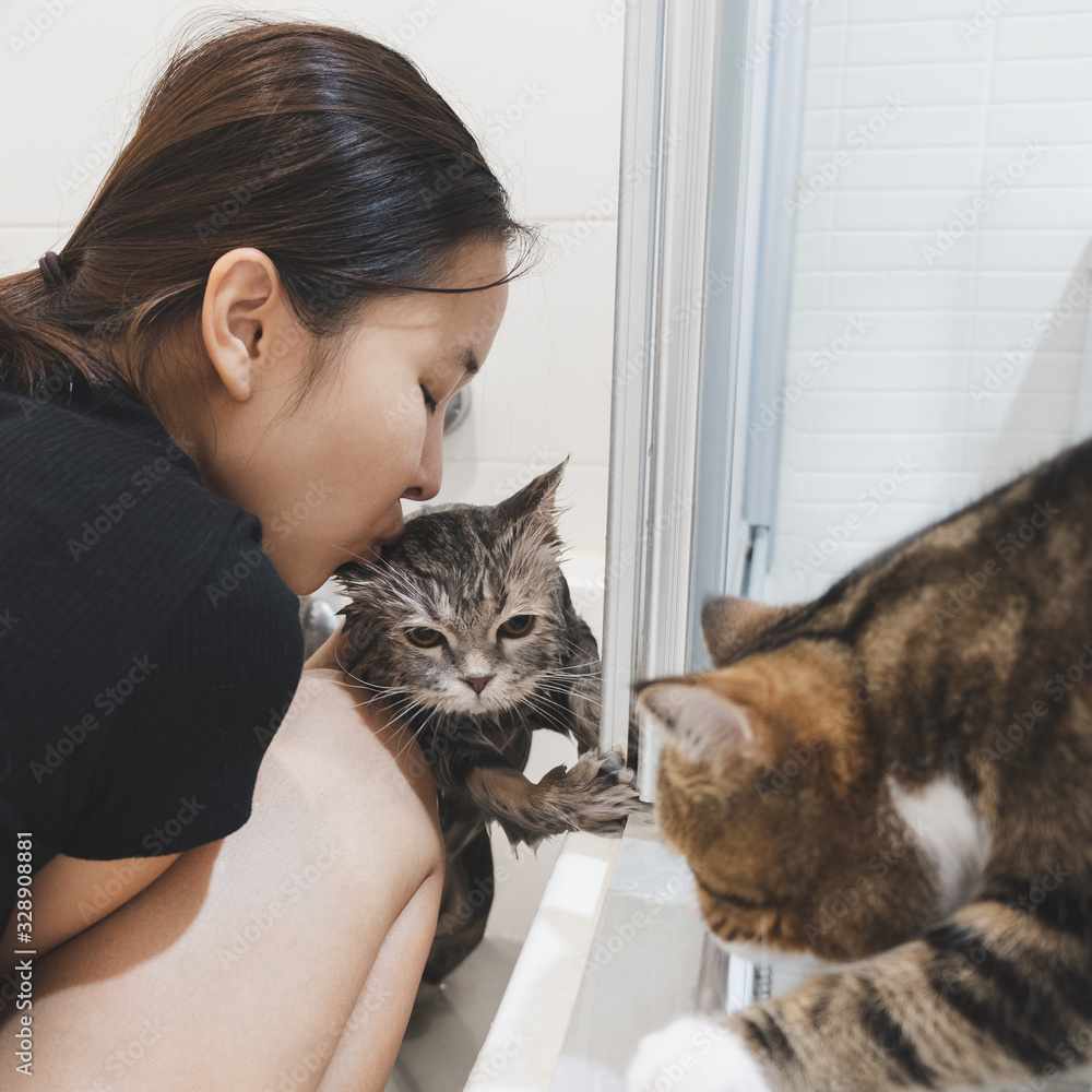 亚洲女人在浴缸里给猫洗澡，苏格兰猫