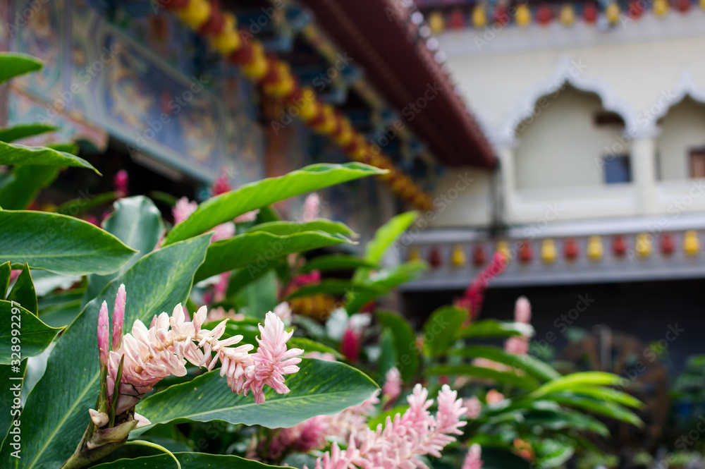 flower in a garden of Kek Lok Si temple, Georgetown, Malaysia