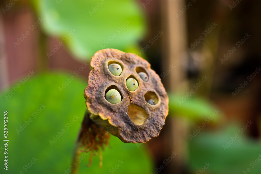 Close-up of a lotus flower