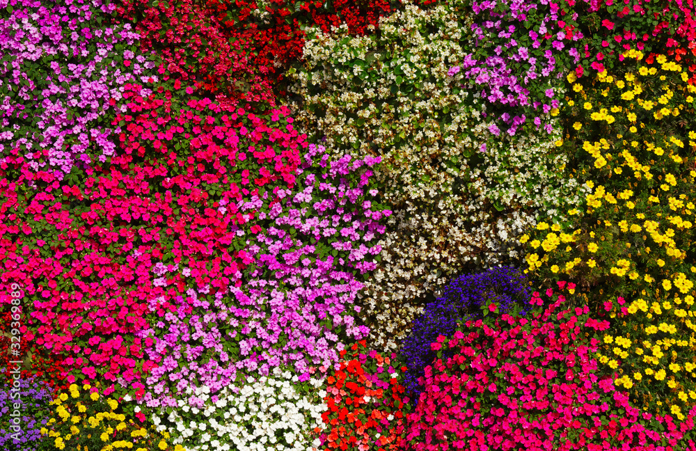 flowers background bright and colorful