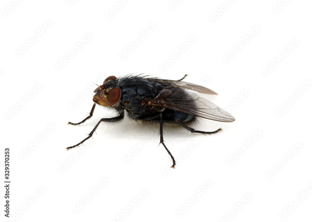  fly on a white background