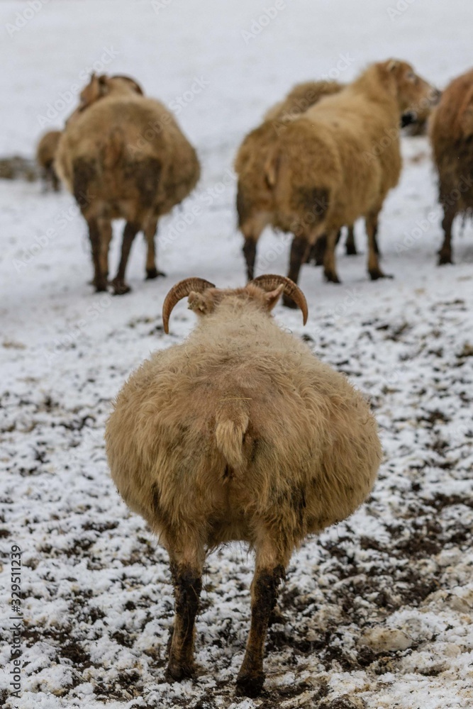 Moutons Islandais 