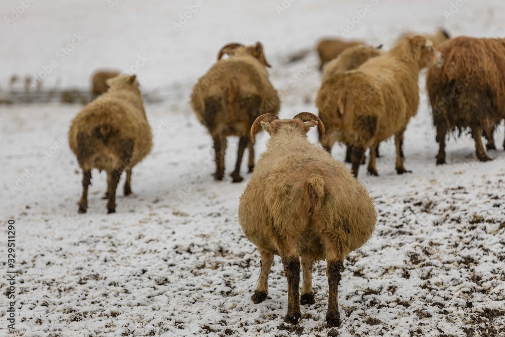 Moutons Islandais 