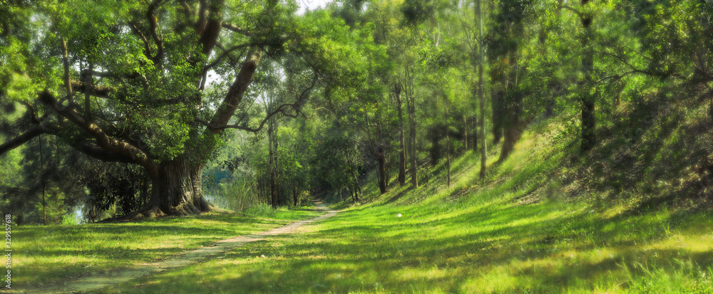 Trees and a path in the green magic forest in spring