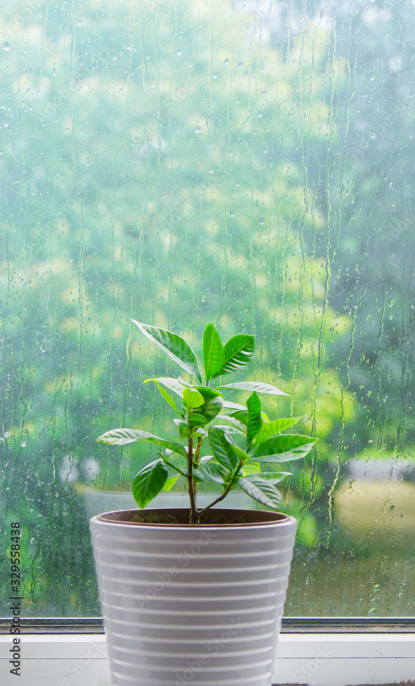 Green potted plant on the windowsill on a rainy day against the window with raindrops