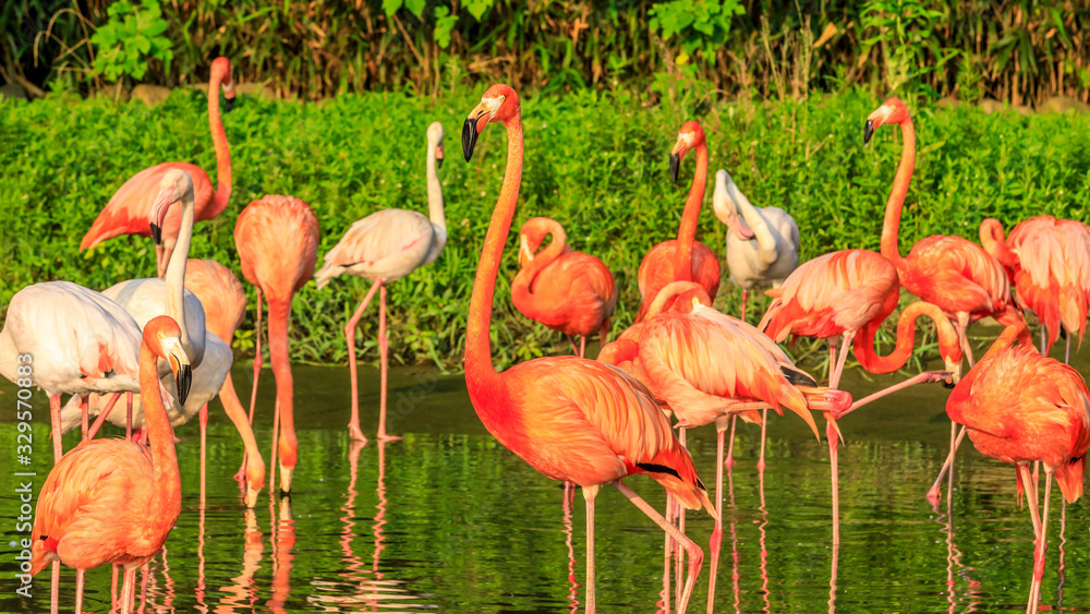 Beautiful flamingo in the water of the pond.