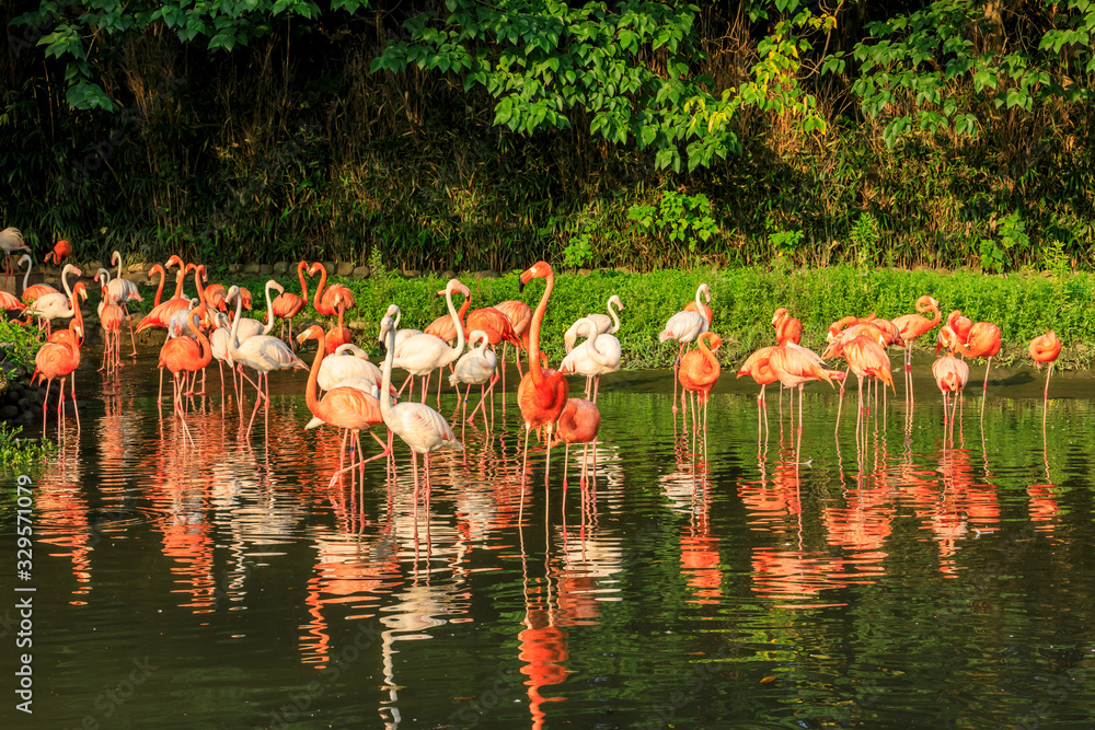 Beautiful flamingo in the water of the pond.