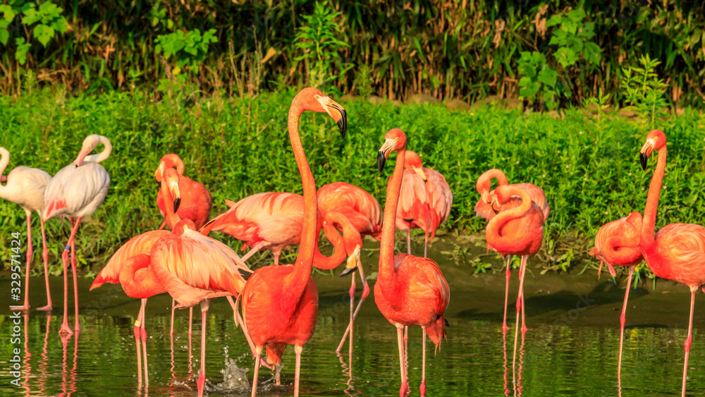 Beautiful flamingo in the water of the pond.