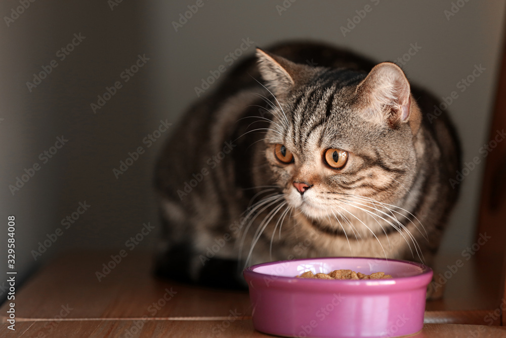 Cute cat near bowl with food at home