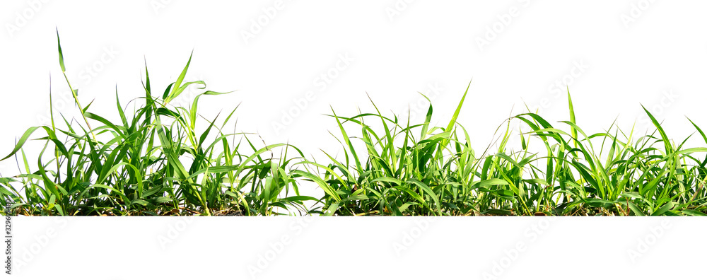 green grass isolate on white background