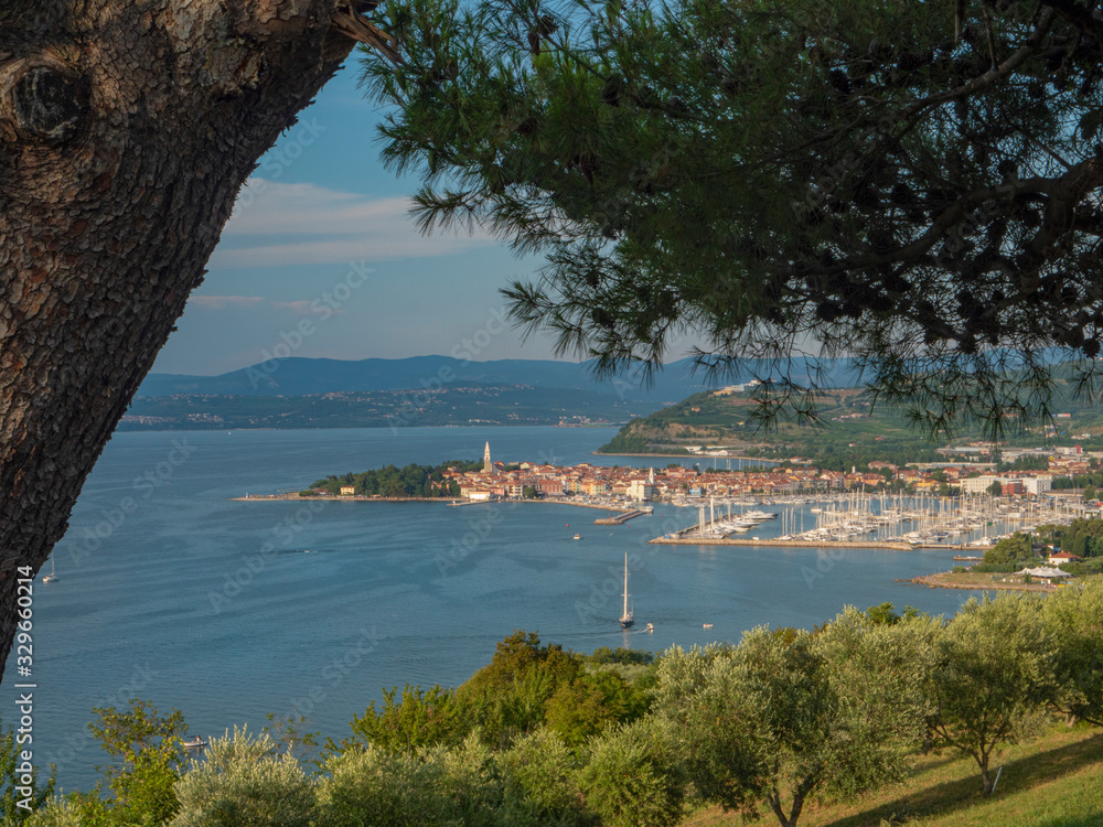 CLOSE UP: Fragrant pine tree park overlooking a scenic harbor town in Slovenia.