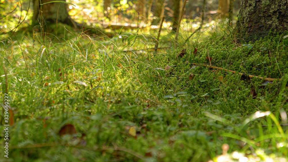 CLOSE UP, DOF: Warm autumn sunlight illuminates the wet and mossy forest floor.