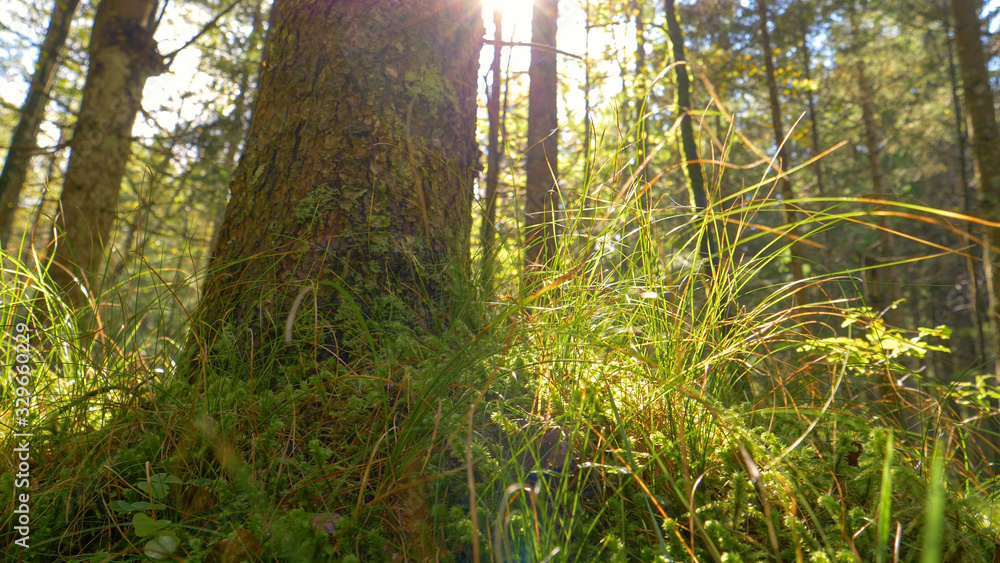 LENS FLARE: Sunrays peer through the canopies and shine on the forest floor.