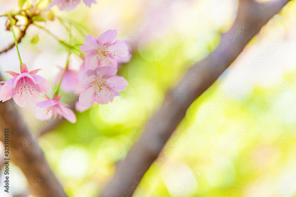 満開の桜の花と新緑の葉