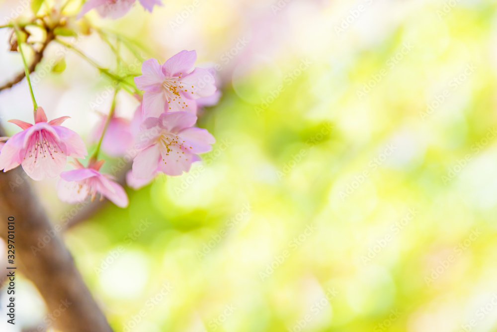 満開の桜の花と新緑の葉