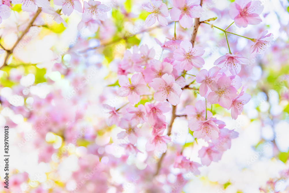 満開の桜の花と新緑の葉